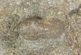 Cyclopyge An Unusual Pelagic Trilobite #40144-4